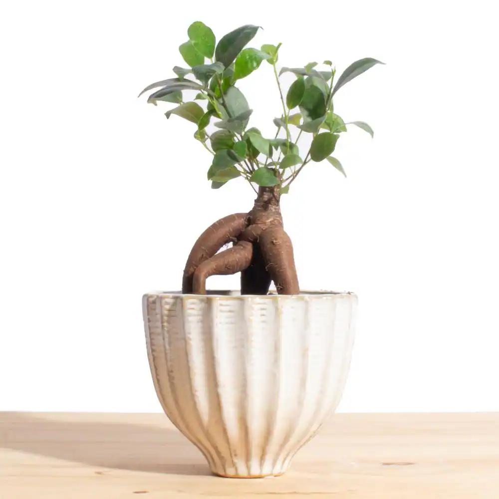 Shop Succulents Ficus Ginseng in Ceramic Acorn | Indoor Plants | The BuildClub - Buildclub